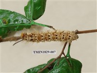 藏品(青枯葉蛾)的圖片